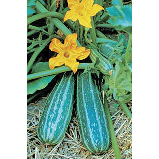 Cocozelle Zucchini Summer Squash Seeds
