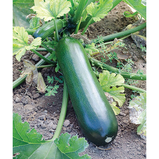 Obsidian F1 Hybrid Summer Squash Seeds