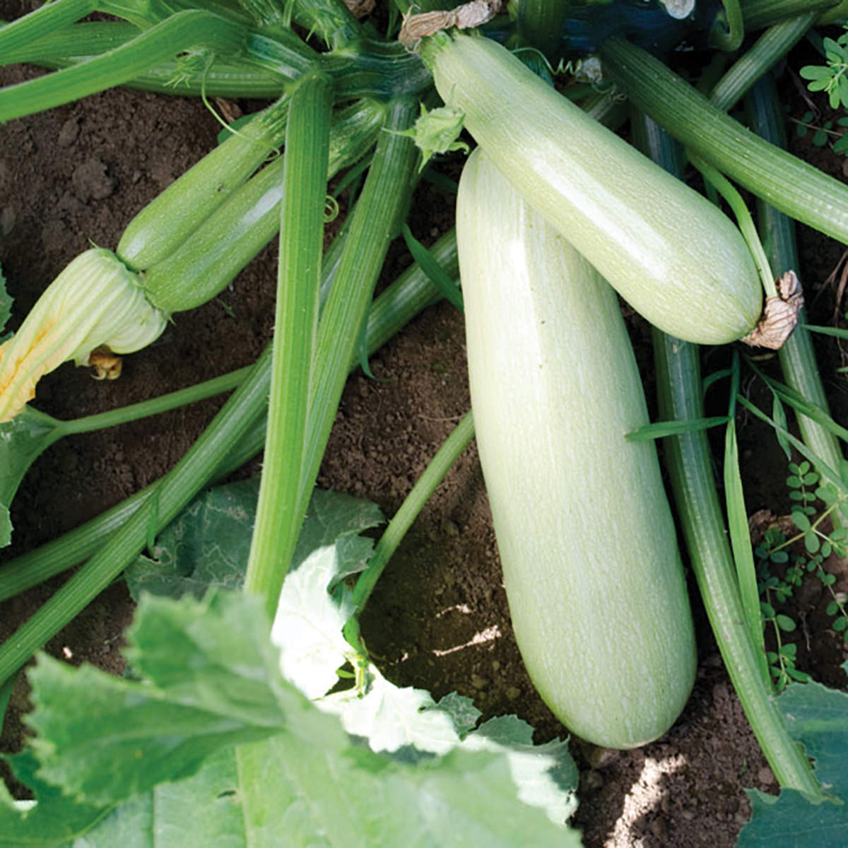 Greybeard F1 Hybrid Summer Squash Seeds