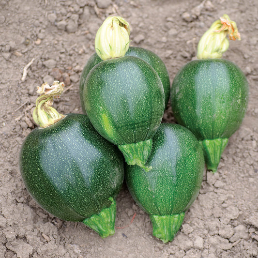 Black Ball F1 Hybrid Summer Squash Seeds