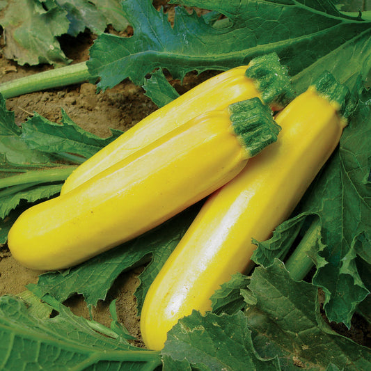 Golden Girl F1 Hybrid Summer Squash Seeds