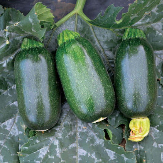 Green Griller F1 Hybrid Summer Squash Seeds