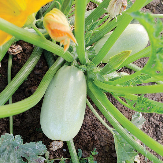 Grey Griller F1 Hybrid Summer Squash Seeds
