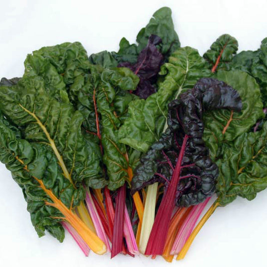 Rainbow Mix Swiss Chard Seeds