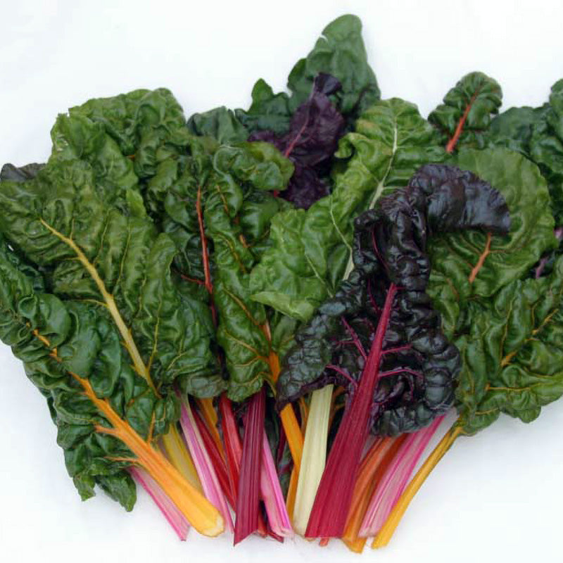 Certified Organic Rainbow Mix Swiss Chard Seeds
