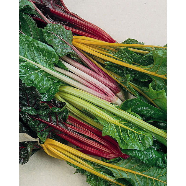 Certified Organic Rainbow Mix Swiss Chard Seeds
