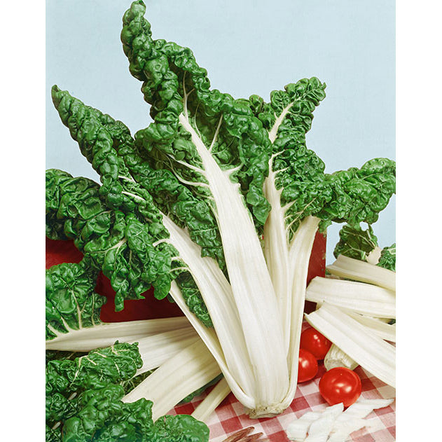 Fordhook Giant Swiss Chard Seeds