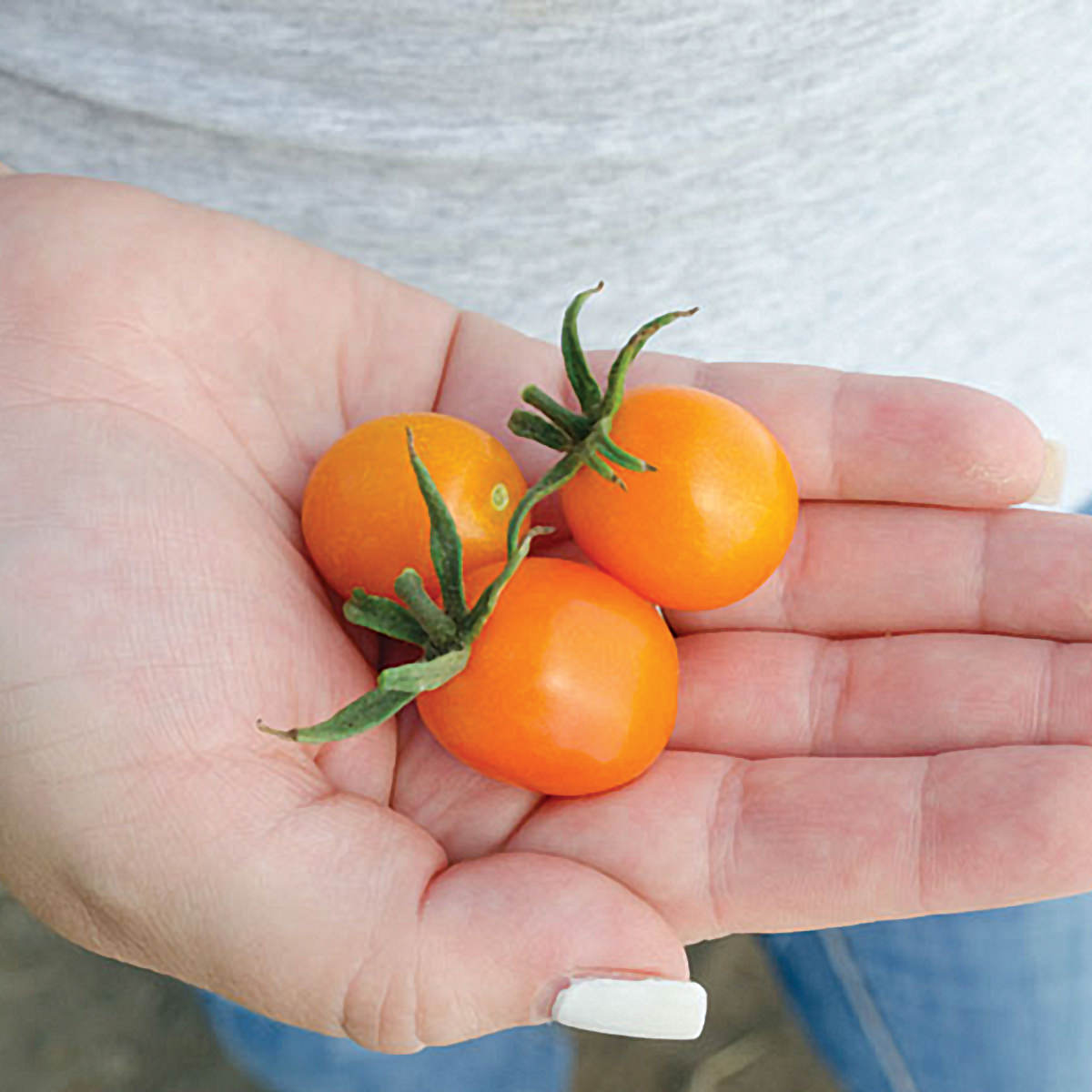 Amarillo Cherry F1 Hybrid Tomato Seeds