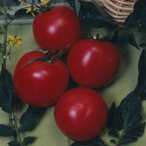 Arkansas Traveler Tomato Seeds