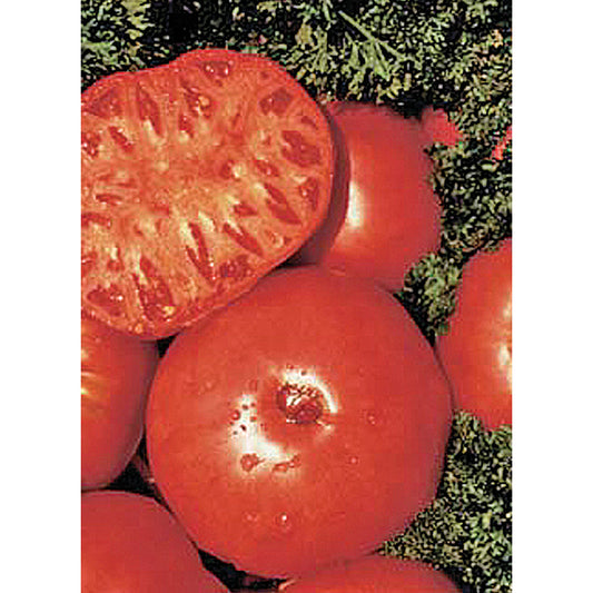 Brandywine Red Tomato Seeds