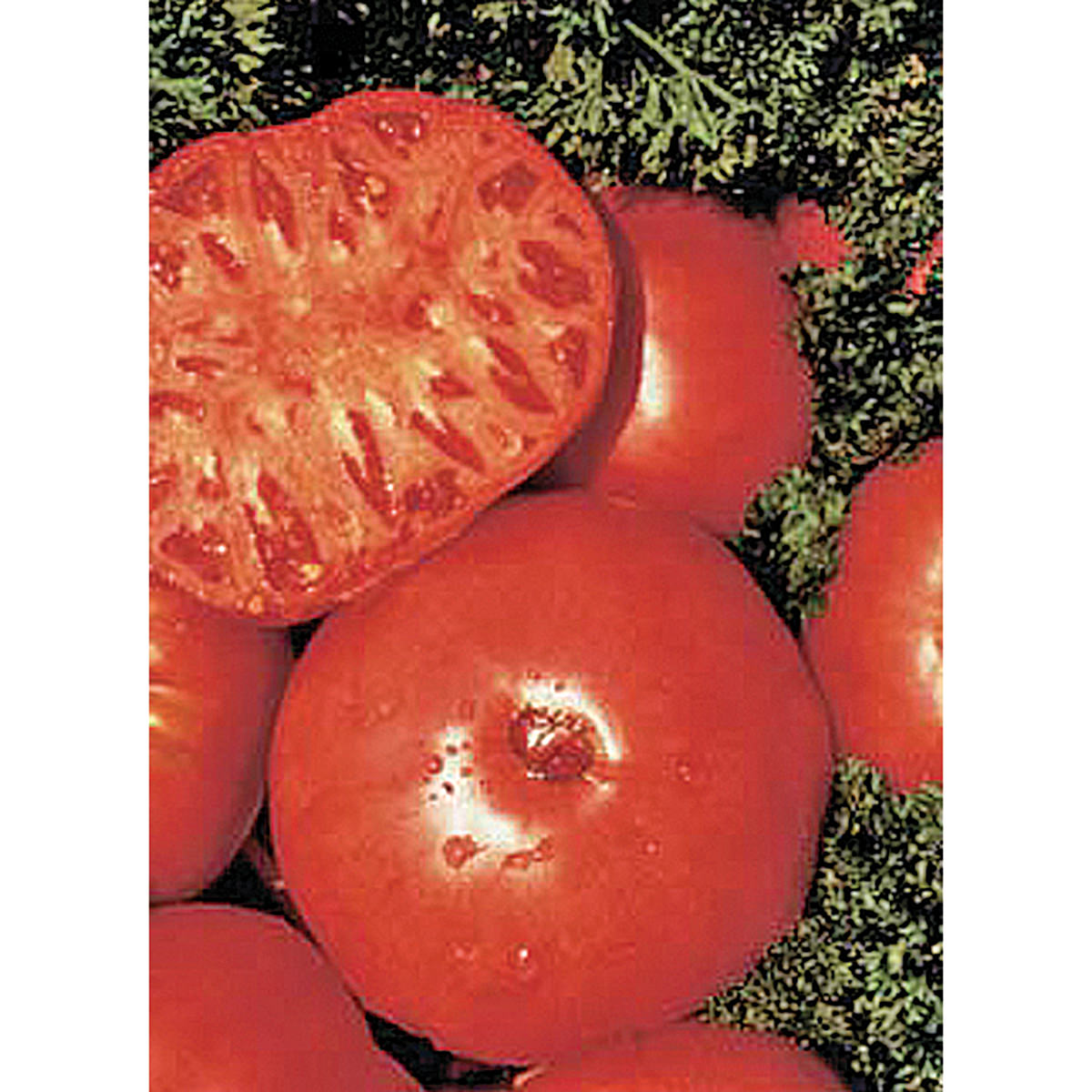 Certified Organic Brandywine Red Tomato Seeds