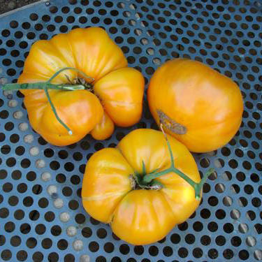 Kentucky Beefsteak Tomato Seeds