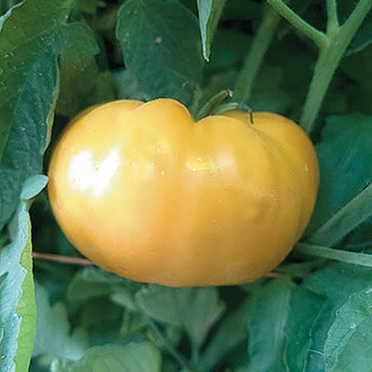 Kentucky Beefsteak Tomato Seeds