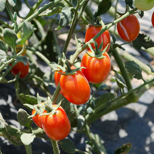 Candy Bell F1 Hybrid Tomato Seeds