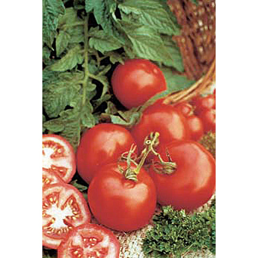 Early Girl F1 Hybrid Tomato Seeds