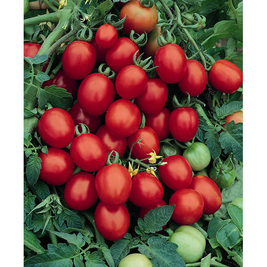 Sugar Plum Grape F1 Hybrid Tomato Seeds