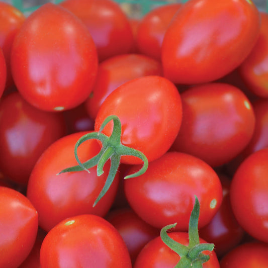 Uva Roja Grape F1 Hybrid Tomato Seeds