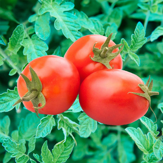 Marinara F1 Hybrid Tomato Seeds