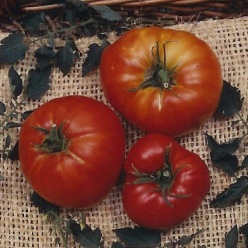 Marglobe Tomato Seeds