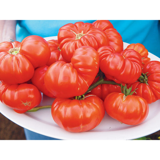 Grandma’s Pick F1 Hybrid Tomato Seeds