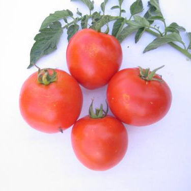 Mountain Pride F1 Hybrid Tomato Seeds