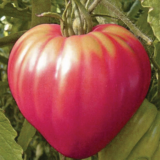 Oxheart Pink Tomato Seeds