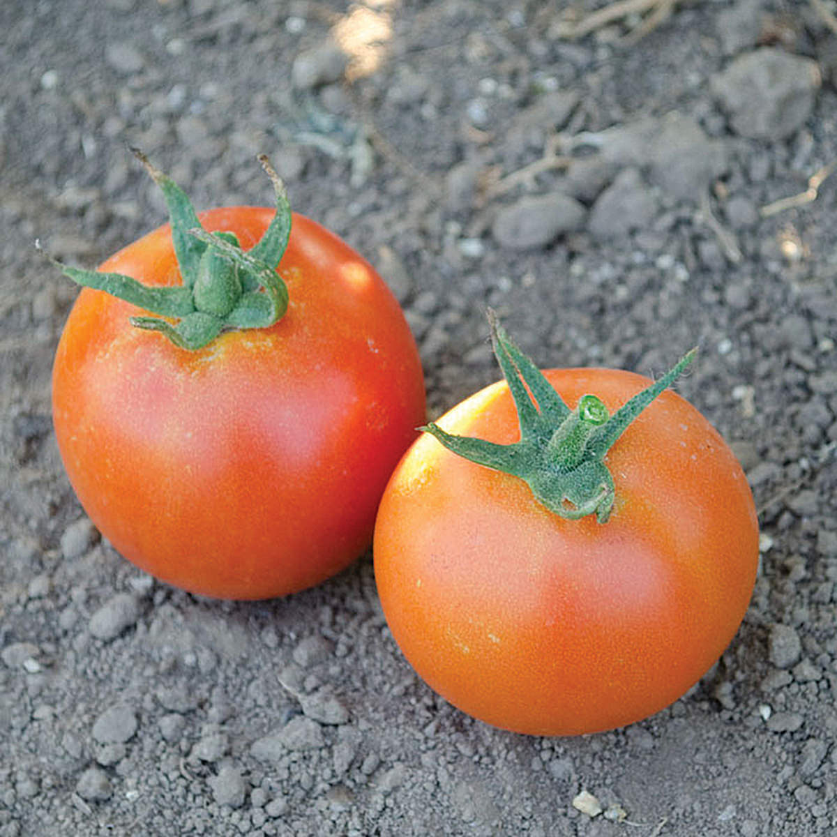 Pamella F1 Hybrid Tomato Seeds
