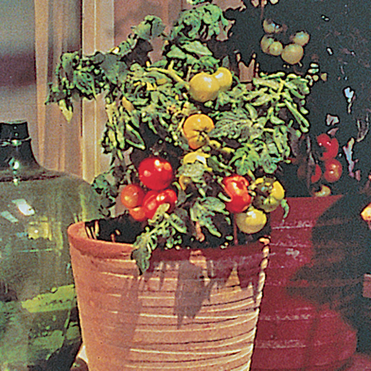Patio F1 Hybrid Tomato Seeds