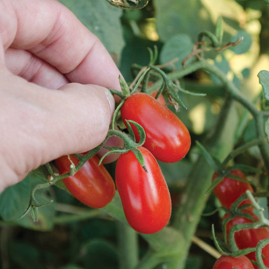 Red Grape F1 Hybrid Tomato Seeds