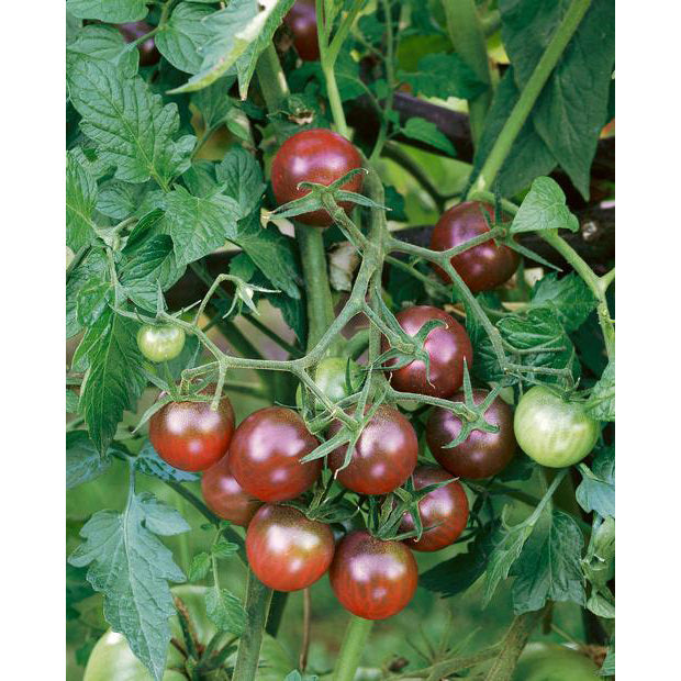 Black Cherry Tomato Seeds