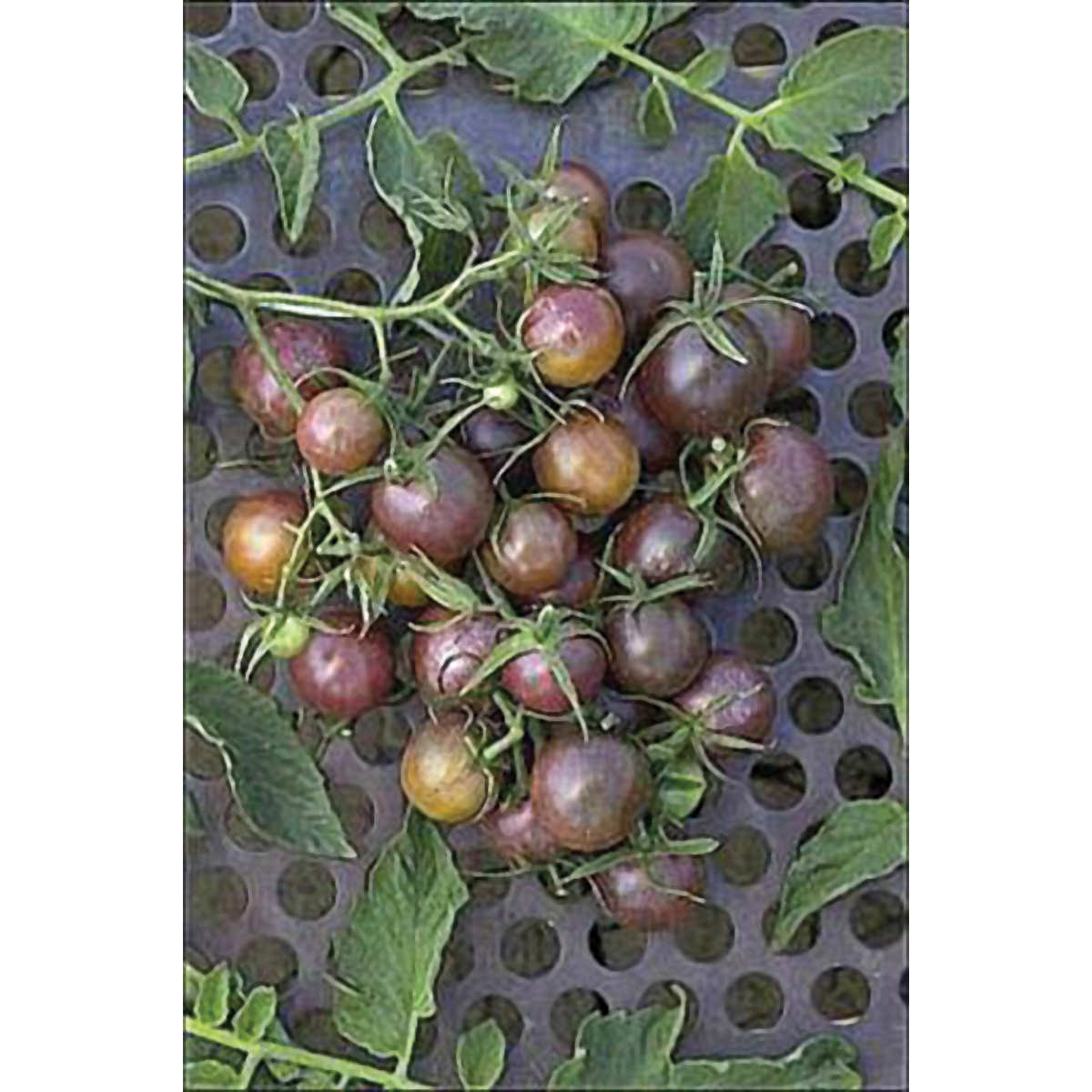 Black Cherry Tomato Seeds
