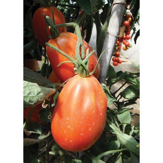 Red Anjou F1 Hybrid Tomato Seeds