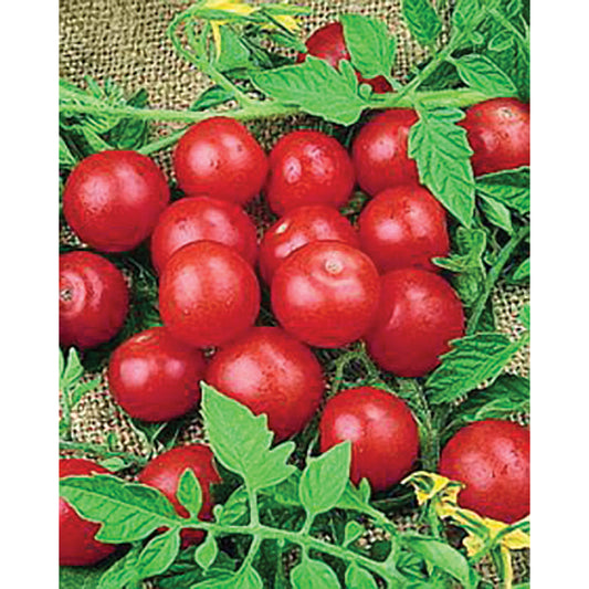 Red Cherry Small Tomato Seeds