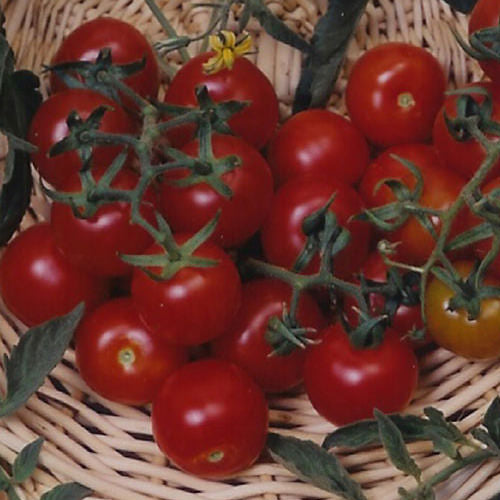 Red Cherry Large Tomato Seeds