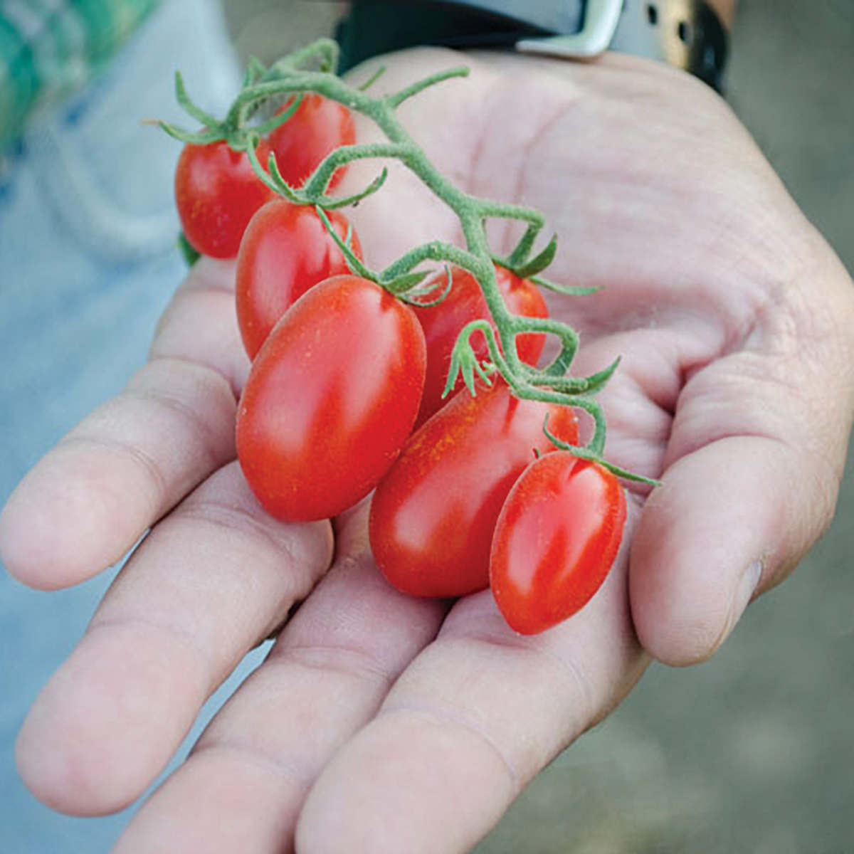 Dolce Vita F1 Hybrid Tomato Seeds