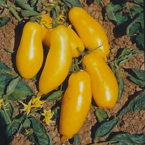 Banana Legs Tomato Seeds