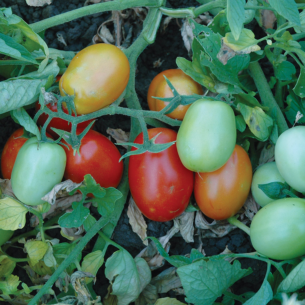 Patty F1 Hybrid Tomato Seeds