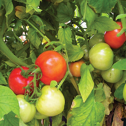 Red Ripe F1 Hybrid Tomato Seeds