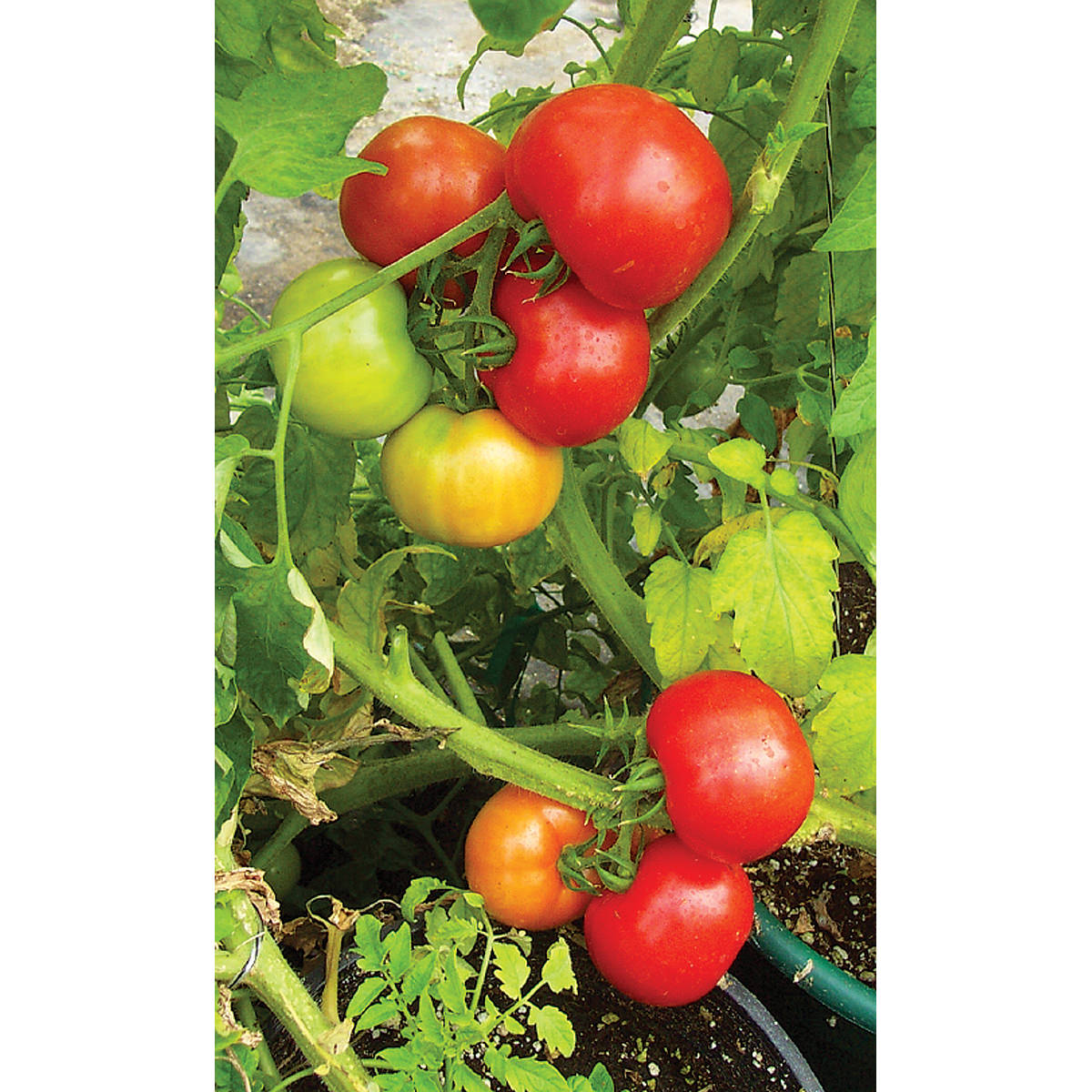 Red Hero F1 Hybrid Tomato Seeds
