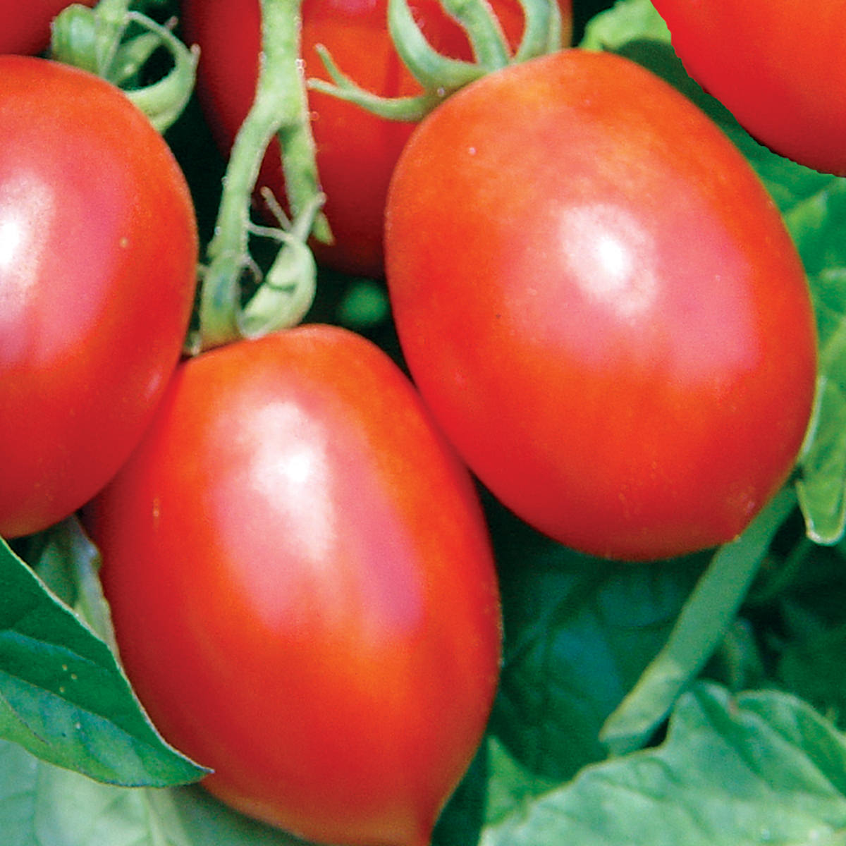 Mochomo F1 Hybrid Tomato Seeds