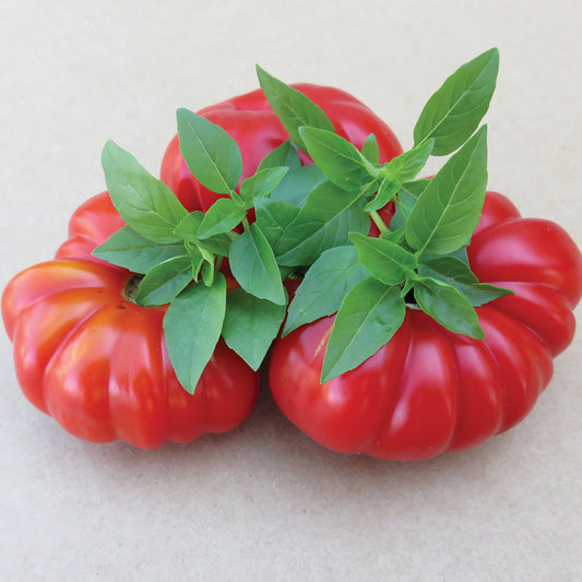 Costoluto Genovese Tomato Seeds