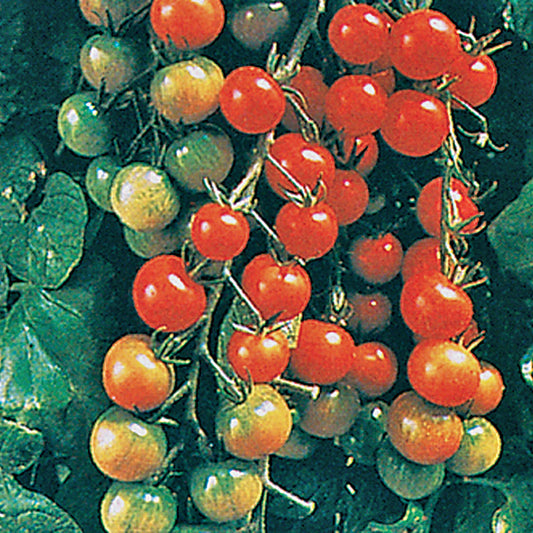 Super Sweet 100 Cherry F1 Hybrid Tomato Seeds