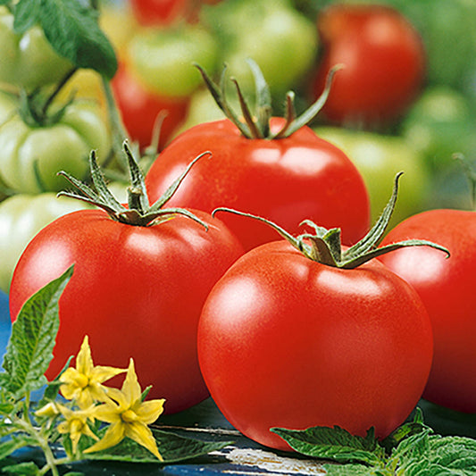 Stupice Tomato Seeds