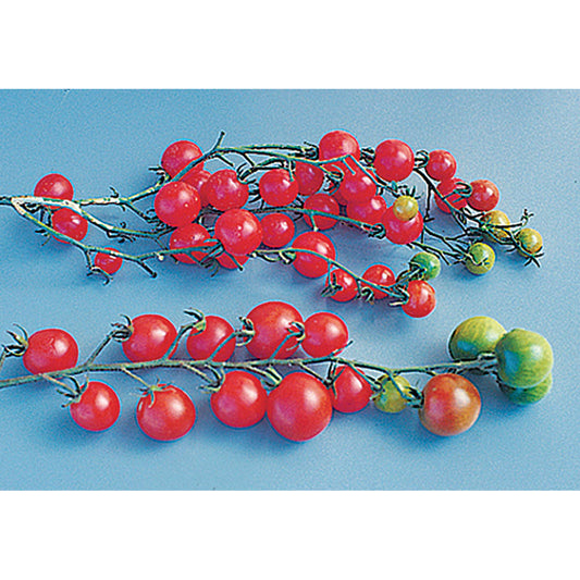 Sweet Million Cherry F1 Hybrid Tomato Seeds