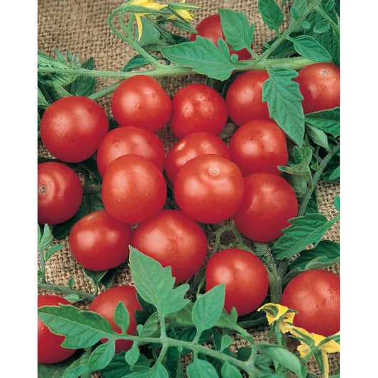 Tiny Tim Cherry Tomato Seeds