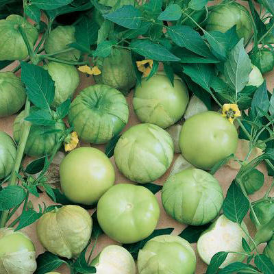 Verde Tomatillo Seeds