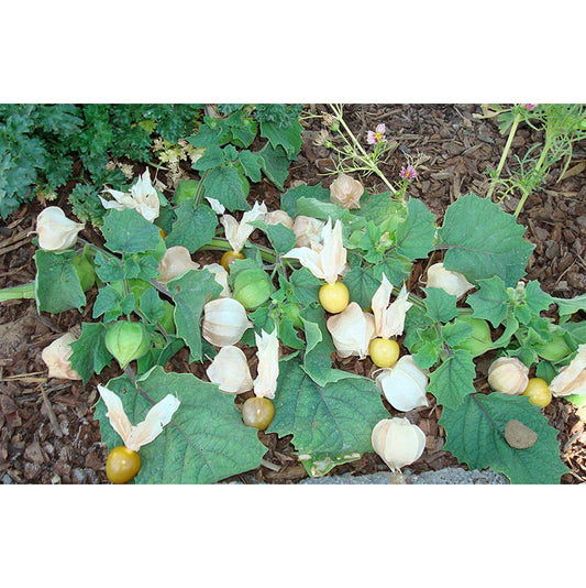 Pineapple Tomatillo Seeds