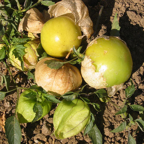 Grande Rio Verde Tomatillo Seeds