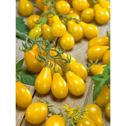 Yellow Pear Tomato Seeds
