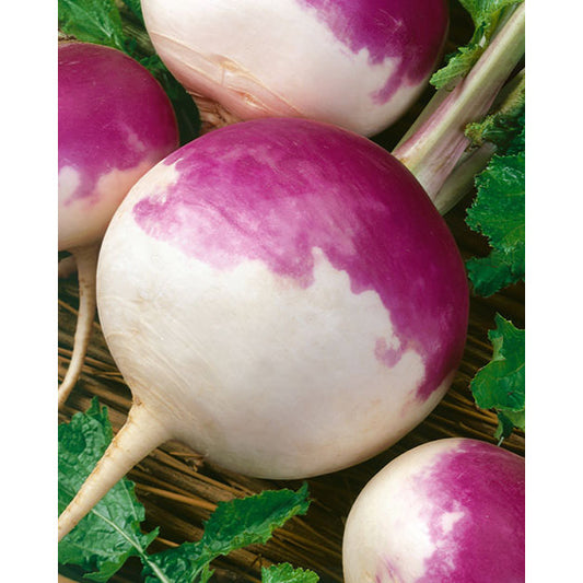 Purple Top White Globe Turnip Seeds